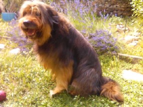 avis Danilo Alborghetti